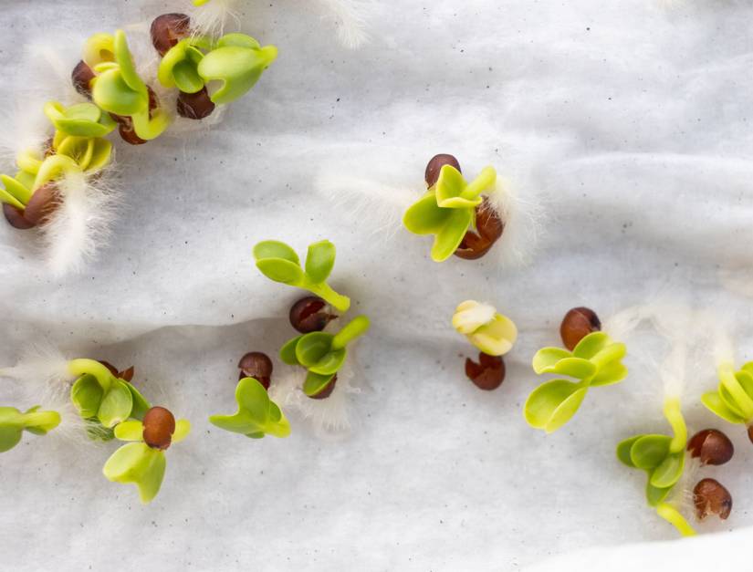 How to Grow and Care For Kale