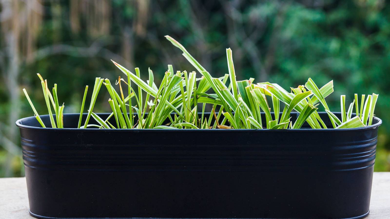 fake air plants 3 x Tillandsia Air Plants in Glass main image 0