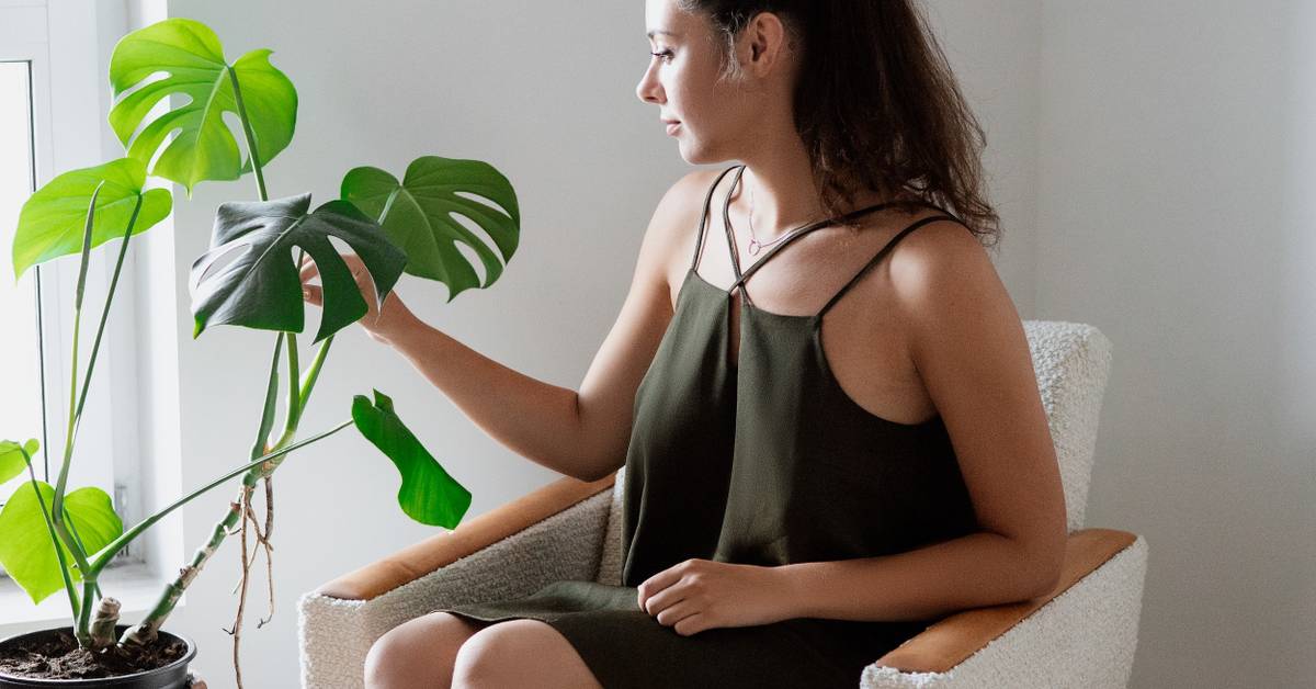 How To Repot Your Monstera Plant