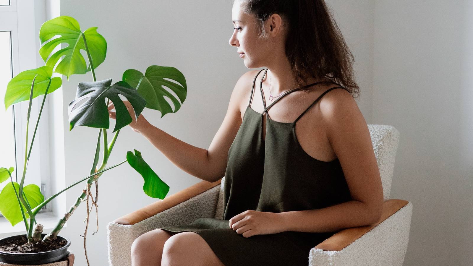 How To Repot Your Monstera Plant