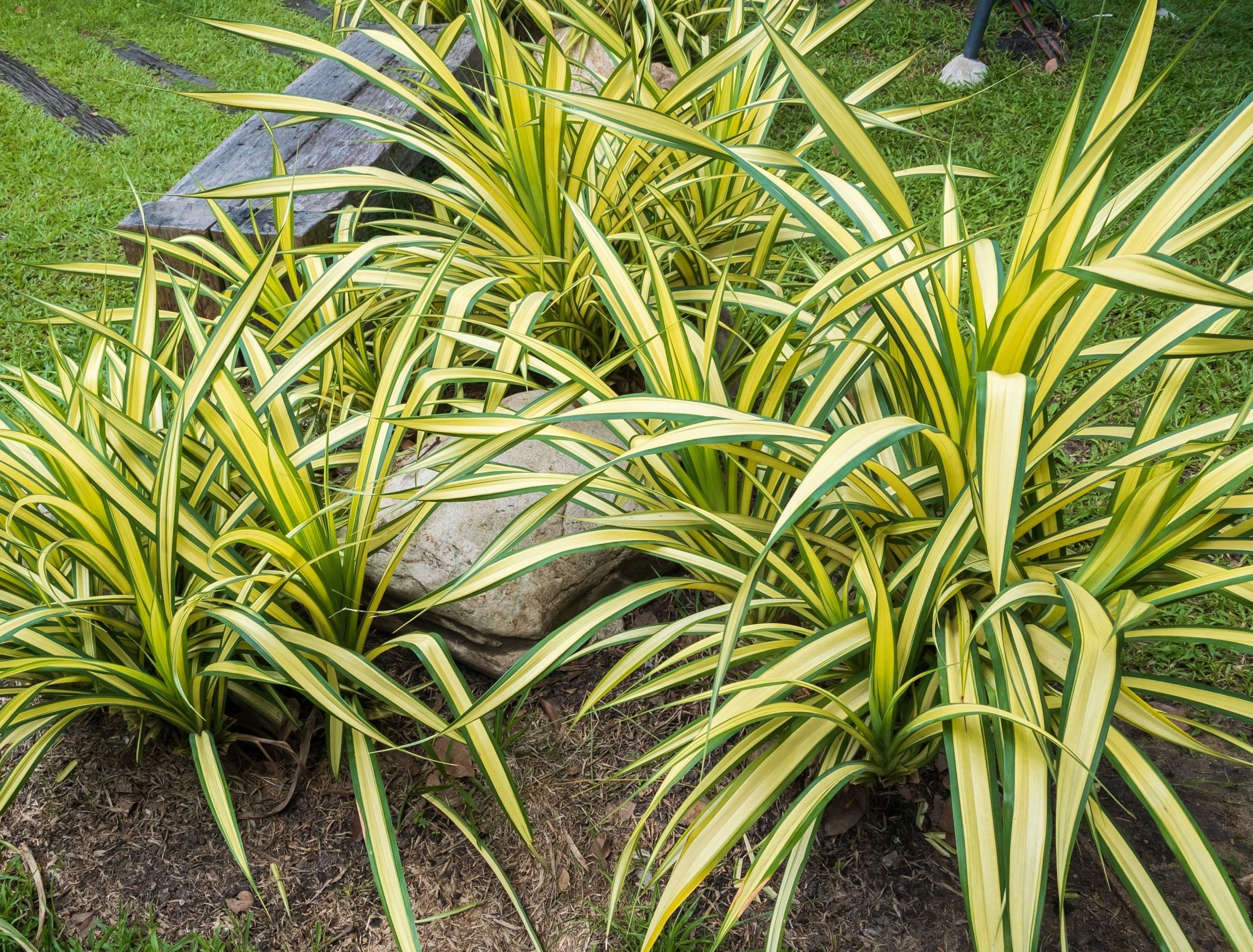 6 Tips to Growing Spider Plants Outdoors