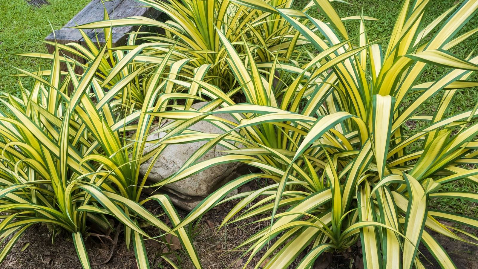 6 Tips to Growing Spider Plants Outdoors