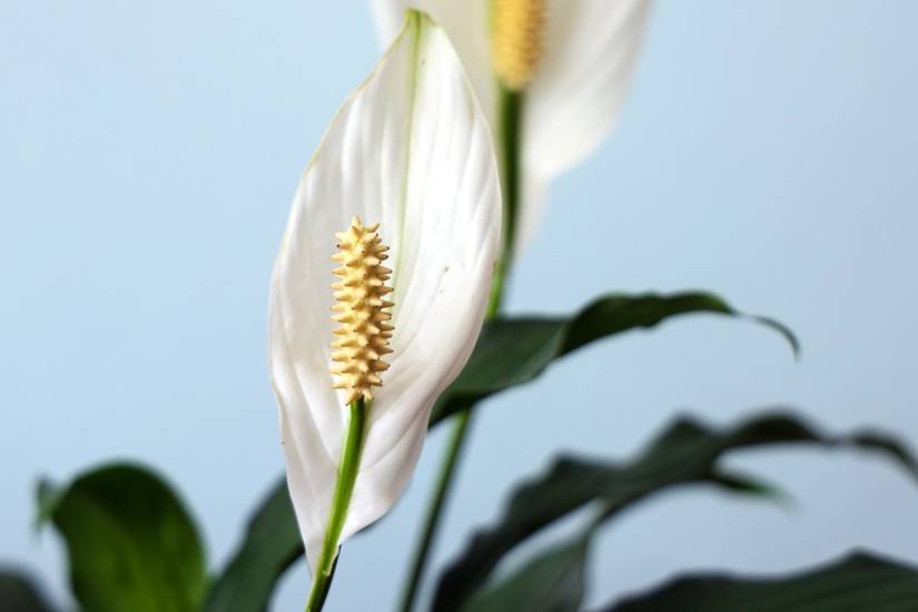 6 Houseplants That Help Remove Dust From Your Home