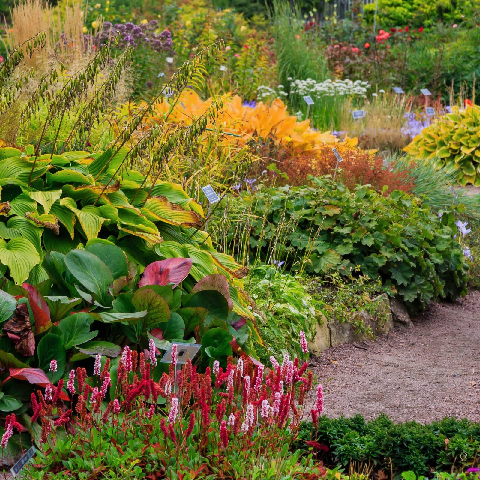 Perennial Plants Annual Flower Combination Growing Perennials: Perfect