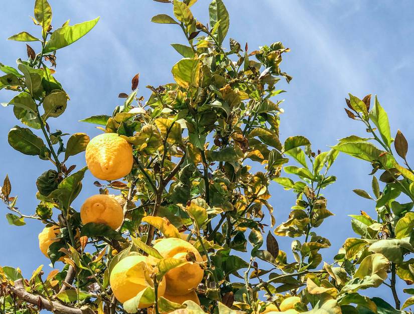 6 Common Problems With Your Lemon Tree