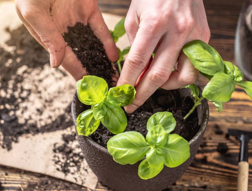 7 Tips For Growing Basil Indoors