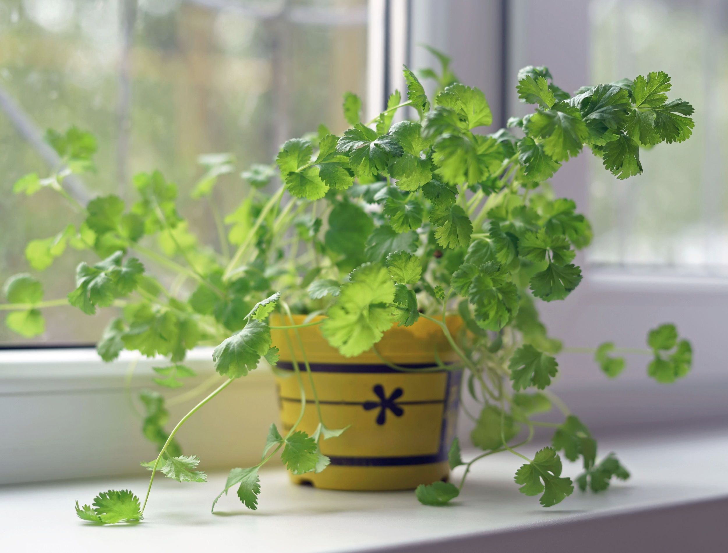 How to Grow Cilantro in Pots