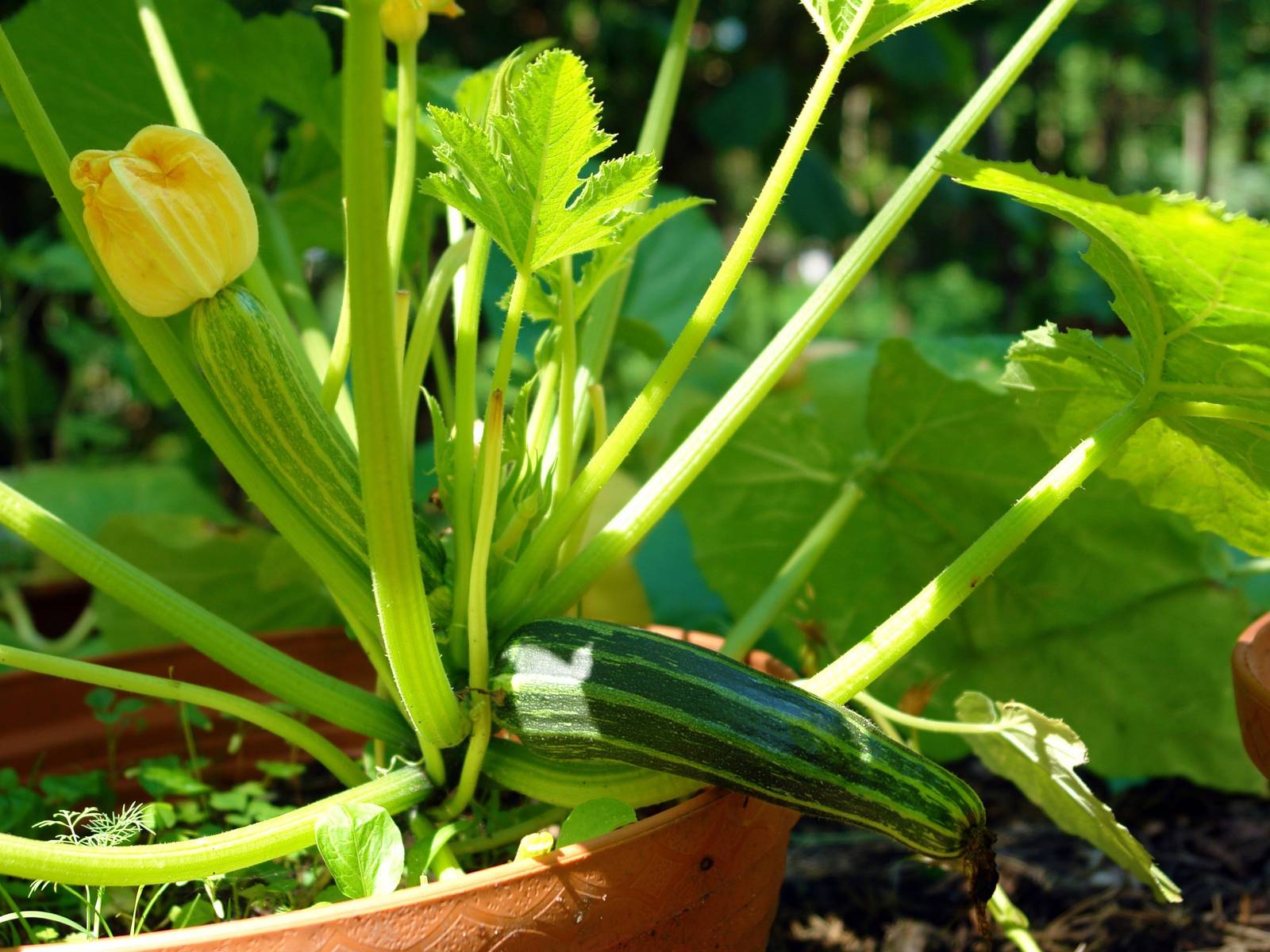 9 Tips for Growing Zucchini in Pots