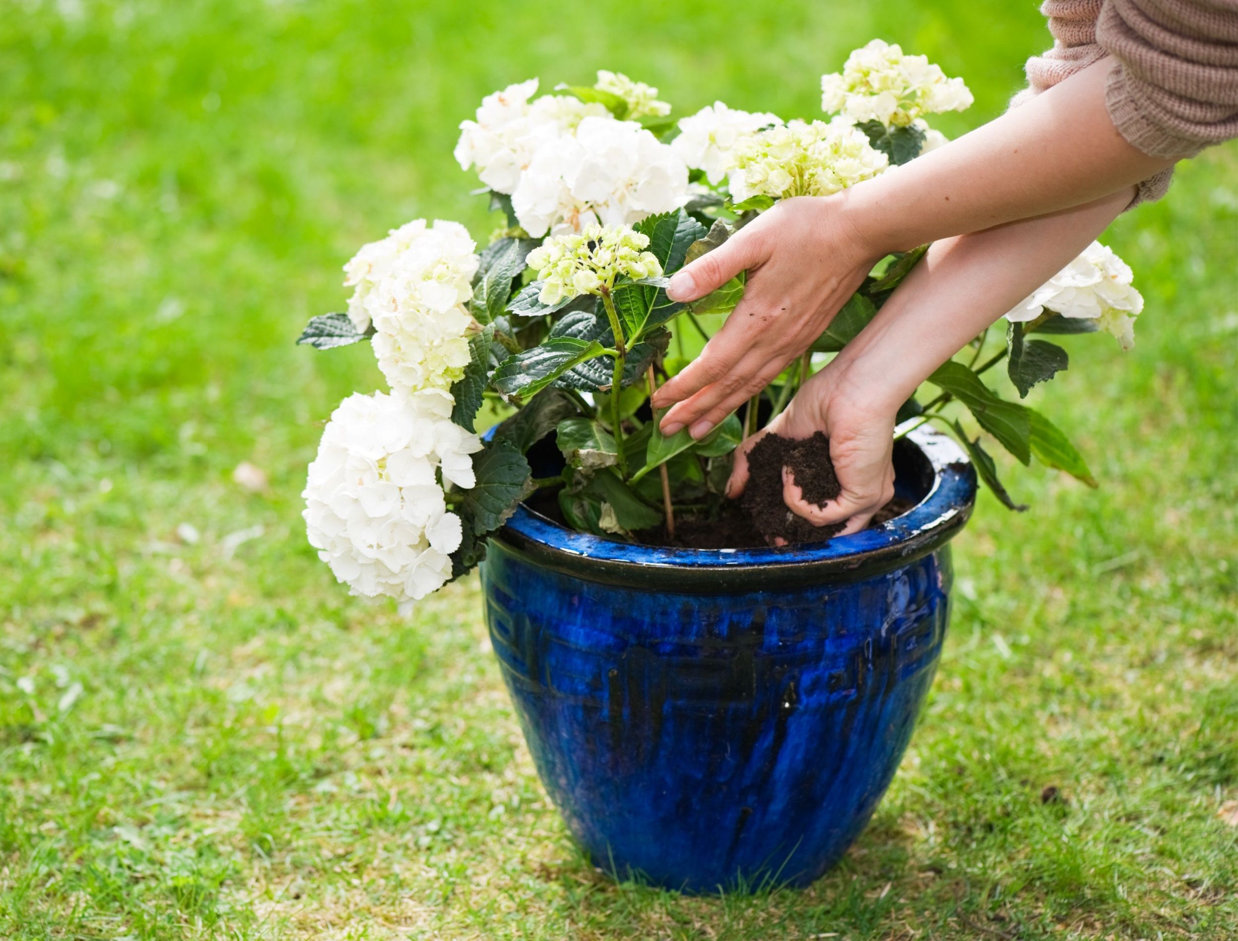 7 Ways to Design a Garden With Hydrangeas