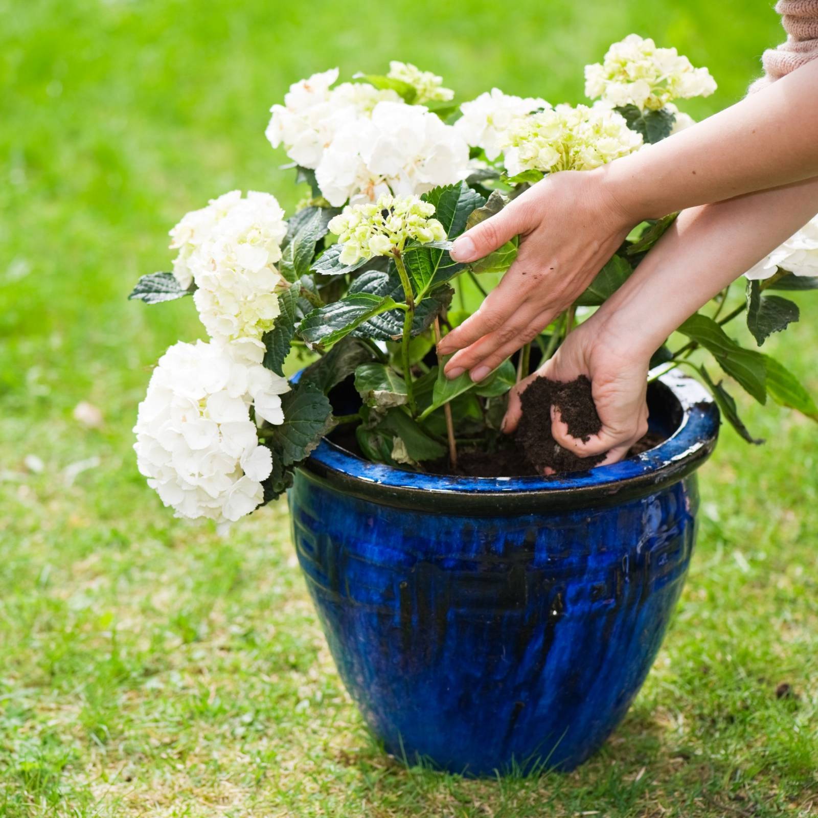 7 Ways to Design a Garden With Hydrangeas