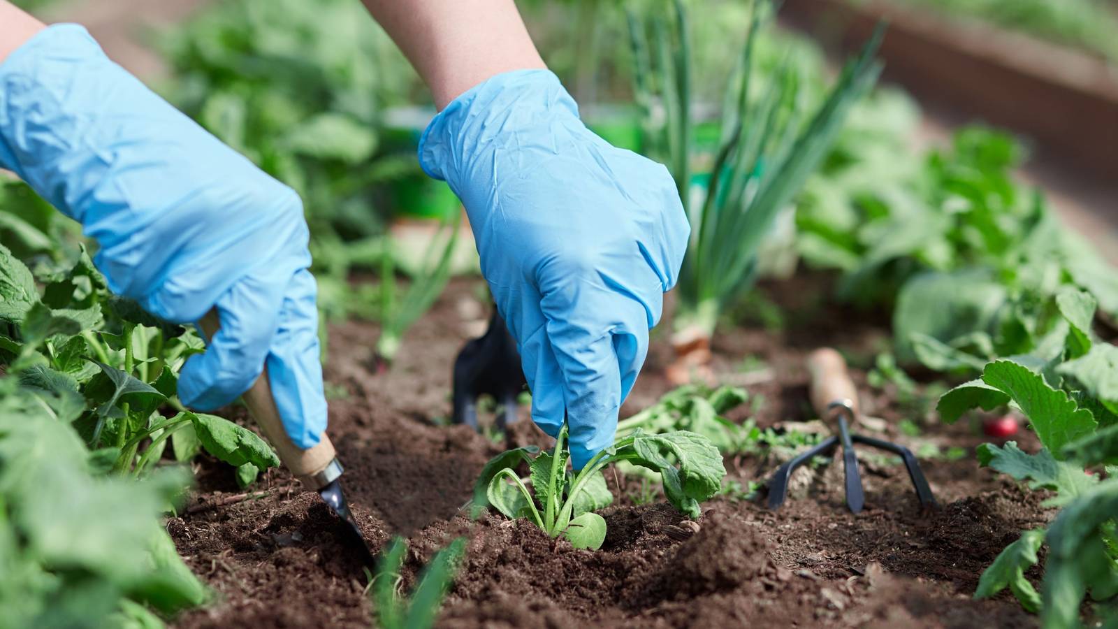Should You Rotate Crops in Your Vegetable Garden