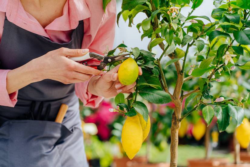 6 Tips For Caring For Your Potted Lemon Tree