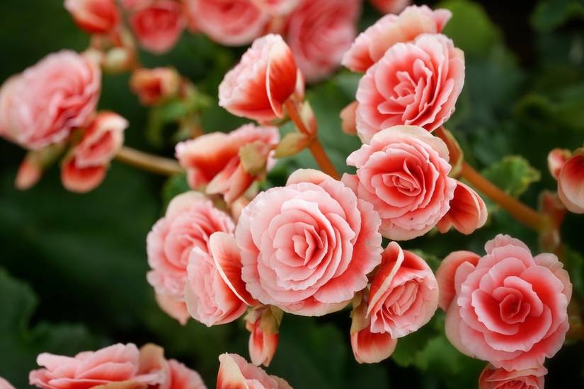 5 Beautiful Begonia Varieties For Your Garden