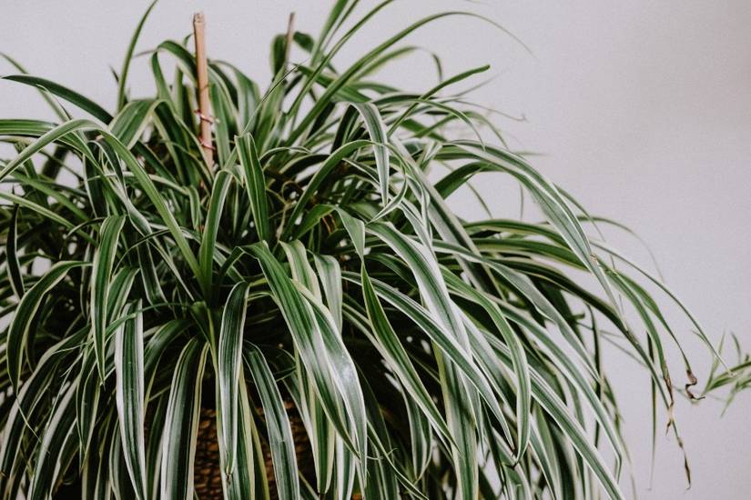 5 Reasons Your Spider Plant Tips Are Brown