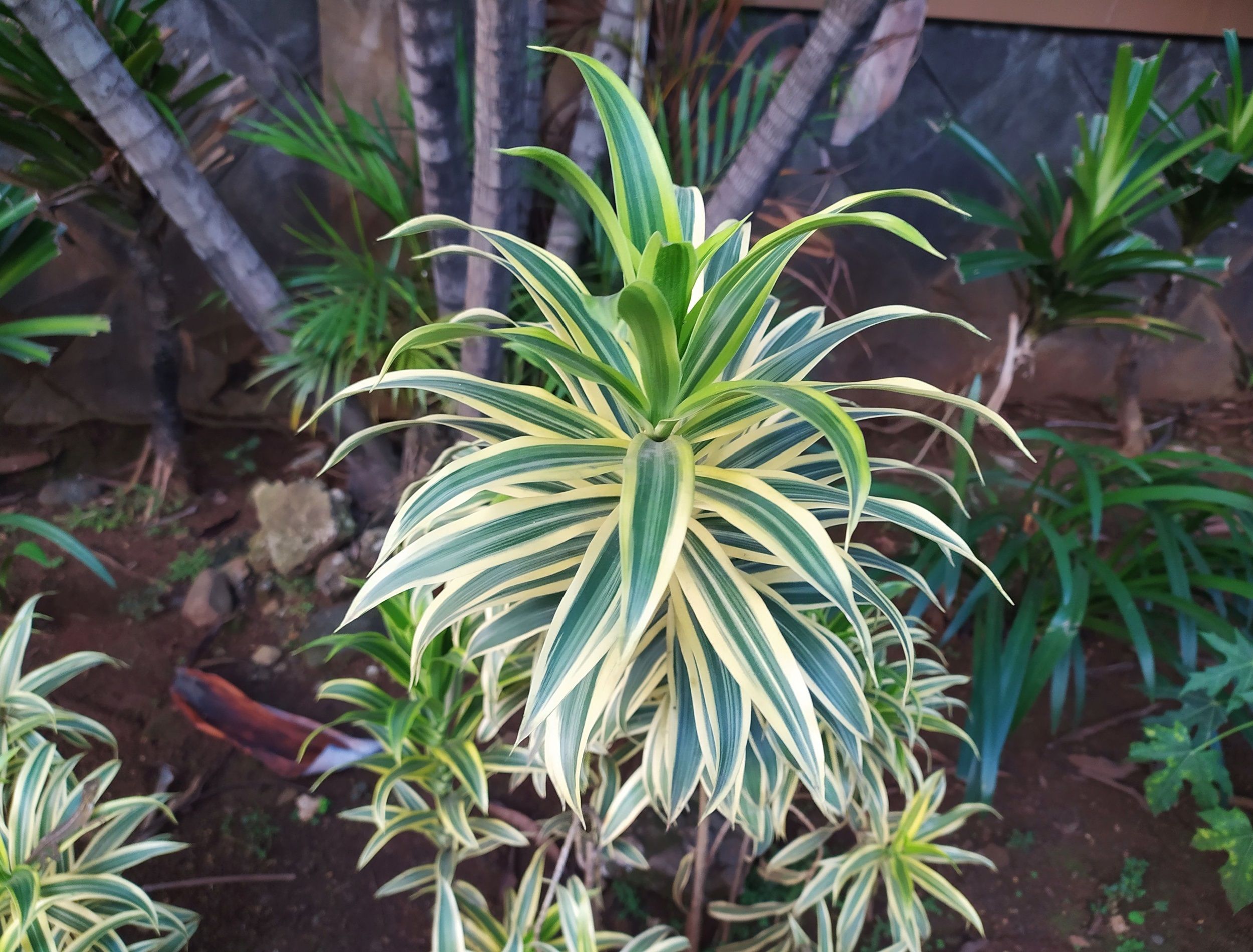 How to Grow Spider Plants Outdoors