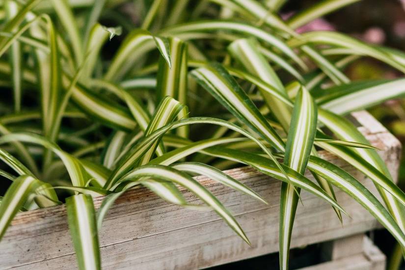 How to Grow Spider Plants Outdoors