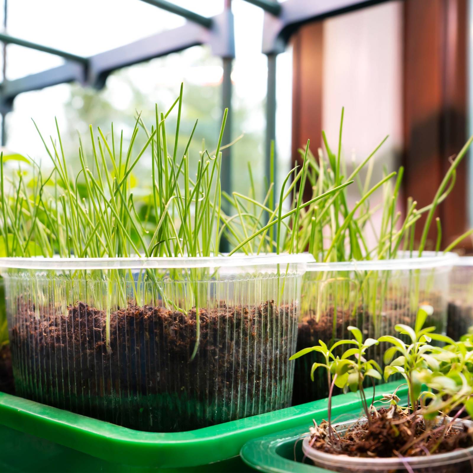 How to Grow Onions From Seed