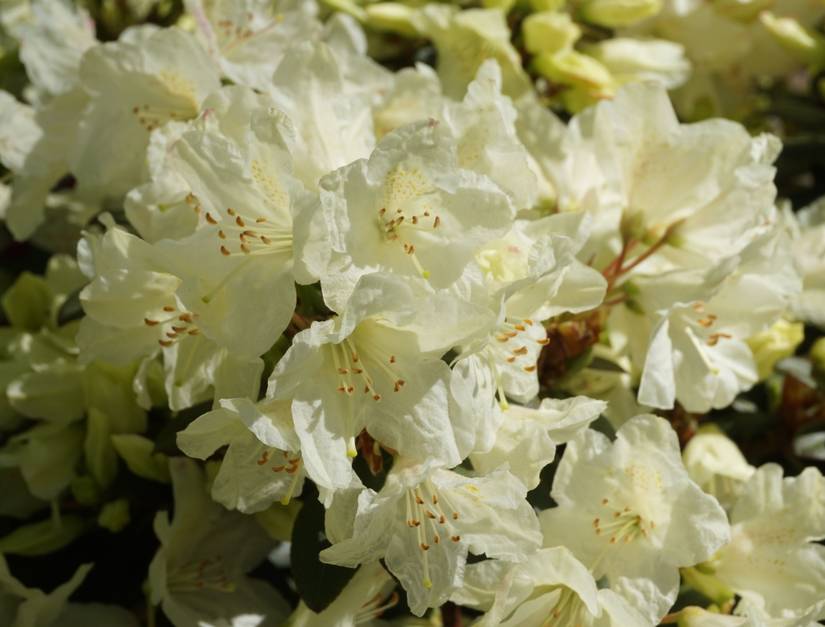 9 Types of Rhododendron for Your Landscape
