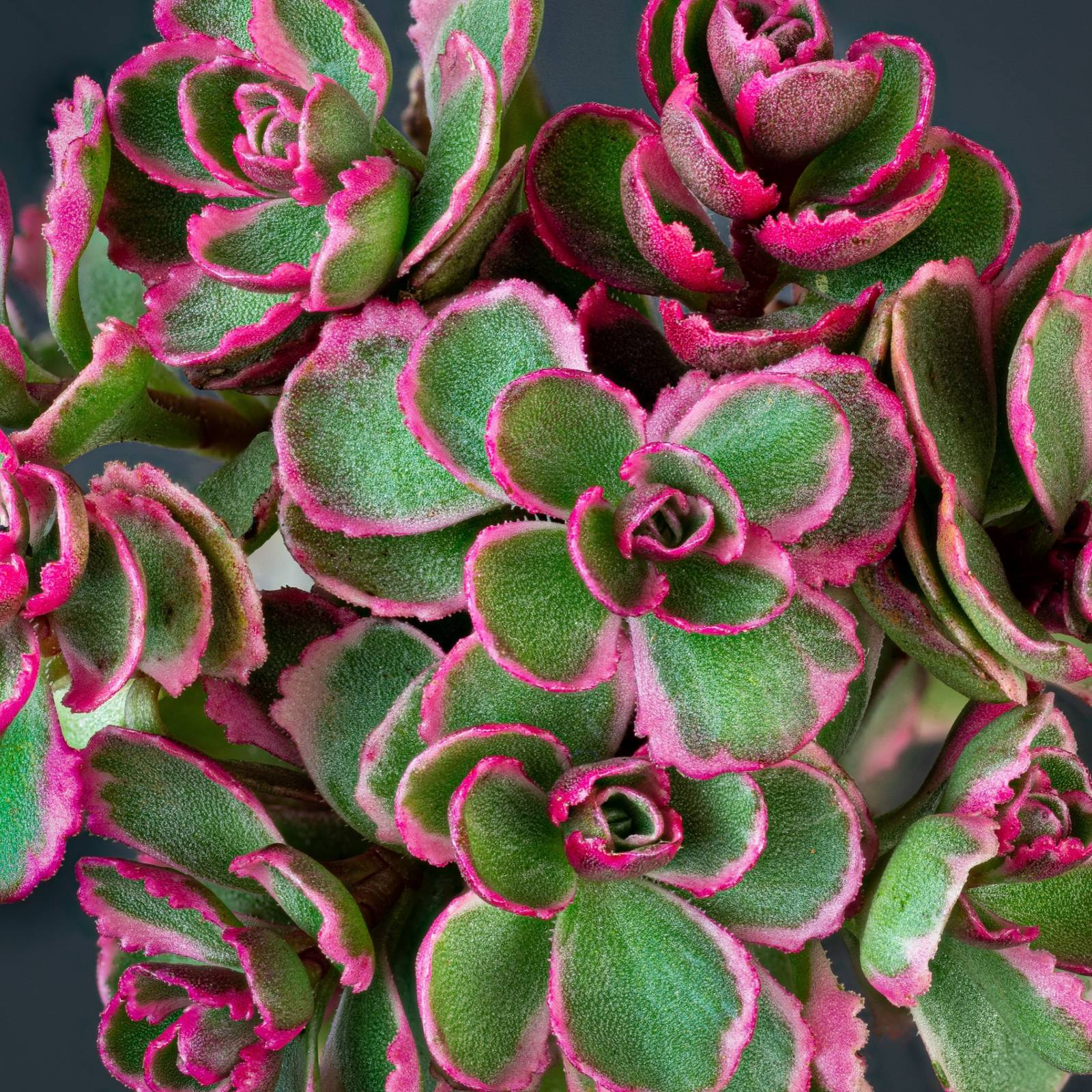10 Sedum Varieties To Grow Indoors and Out