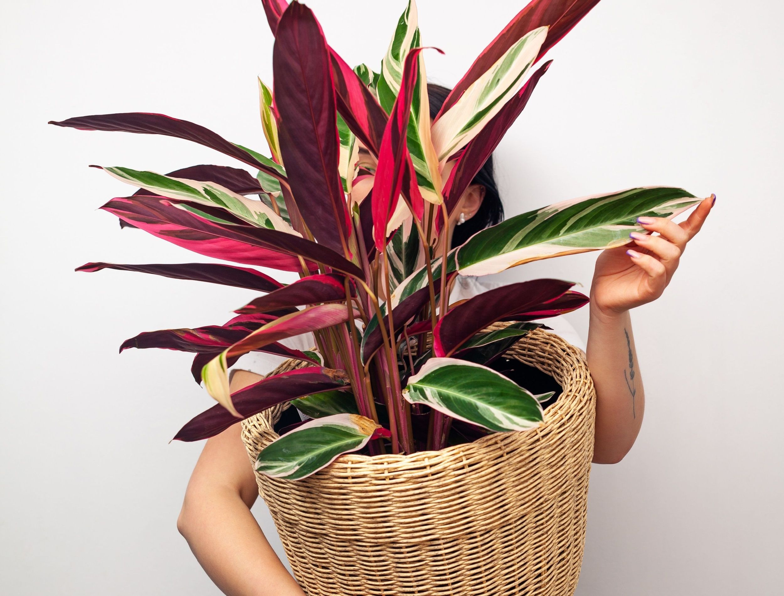most beautiful calathea Calathea Pink Stripes Ornata Prayer Plants