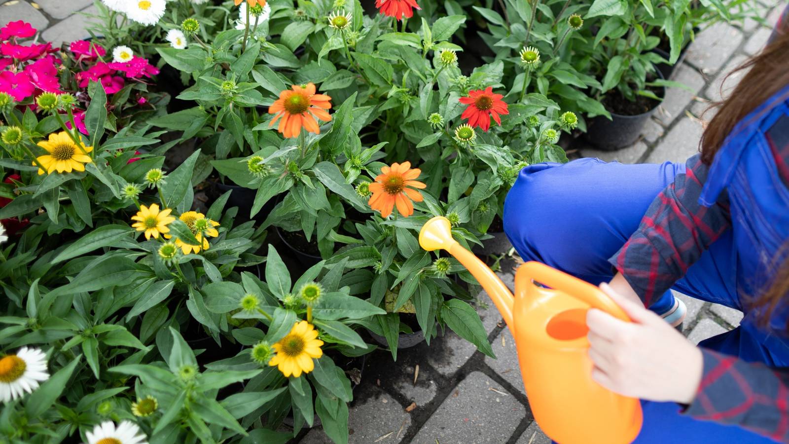 7 Tips for Caring for Your Perennials