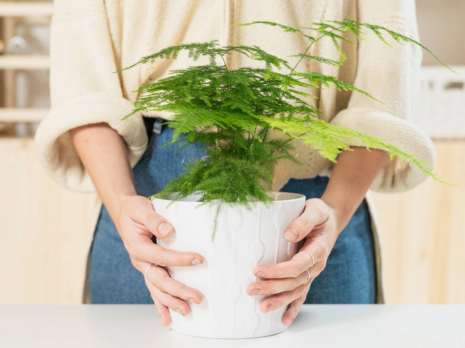How To Grow and Care For An Asparagus Fern