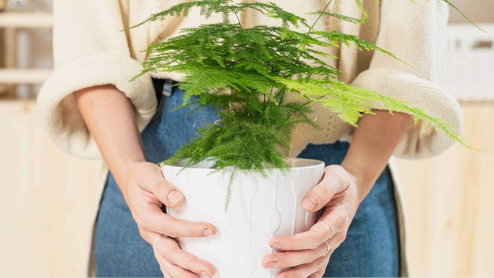 How To Grow and Care For An Asparagus Fern