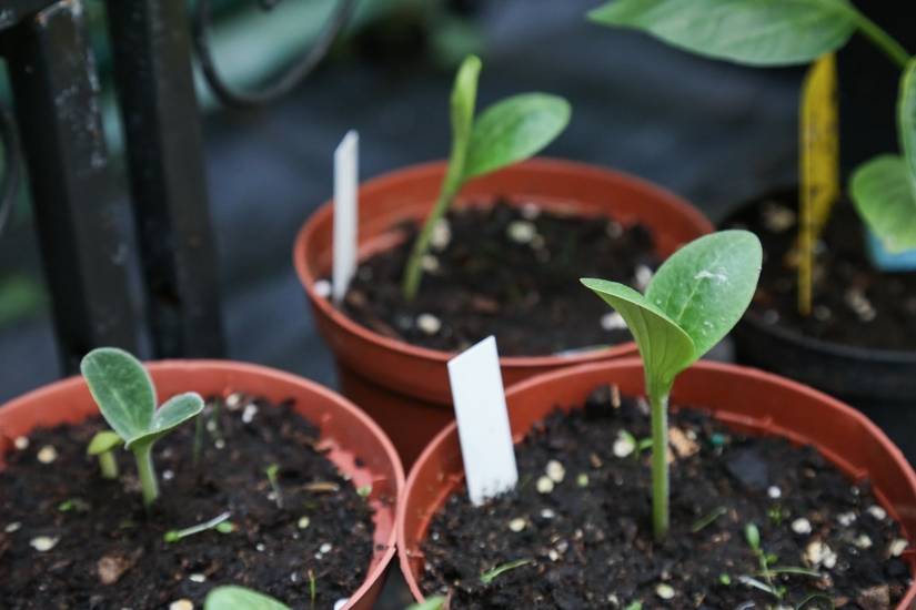 9 Tips for Growing Zucchini in Pots