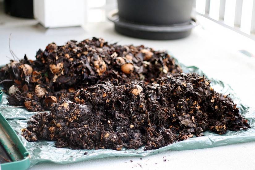 Bugs In Compost 6 Composting Problems and How to Fix Them