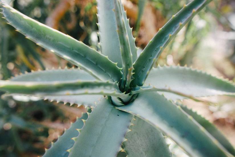 bird's nest snake plant Buy Sansevieria Hahnii | Bird's Nest Snake Plant