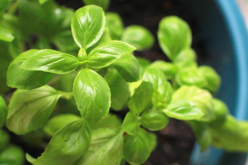 5 Herbs You Can Easily Grow From Seed