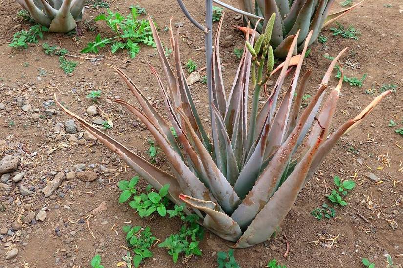 Why Your Aloe Plant is Turning Brown