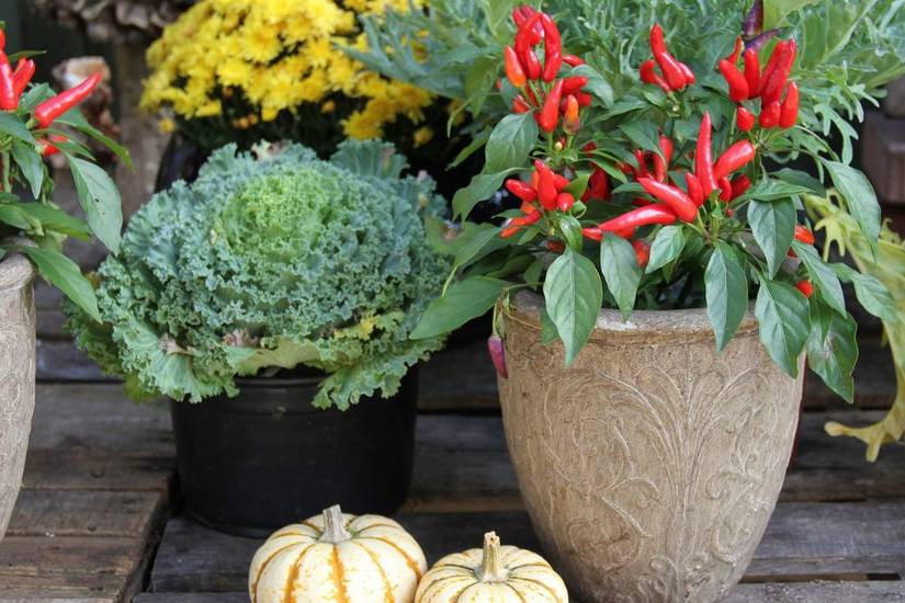 8 Tips For Growing Cabbage in Pots