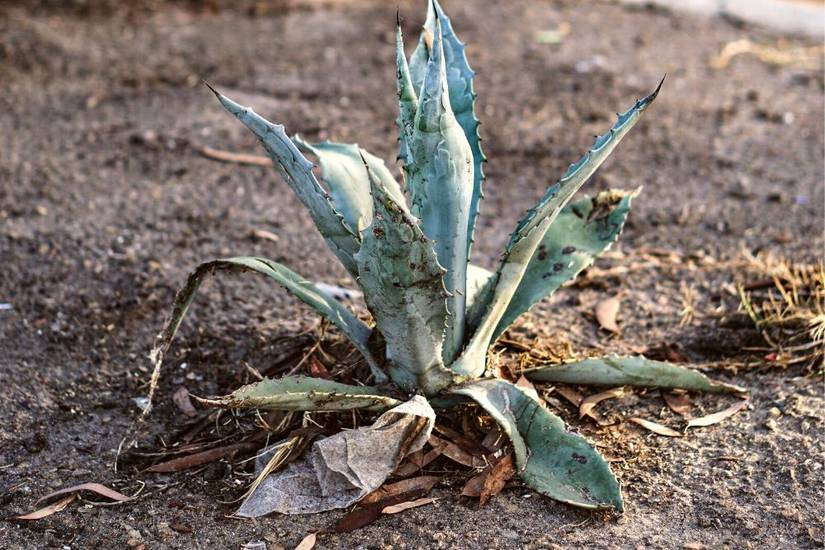 real aloe vera plant Aloe Vera 4