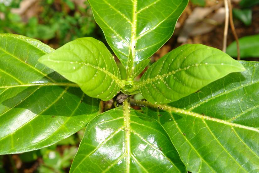 How to Get Rid of Scale Insects on Your Houseplants