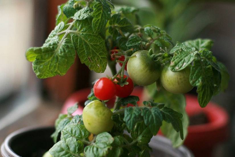 indoor plant growing kit Online Exclusive: Back to the Roots LED Indoor Garden