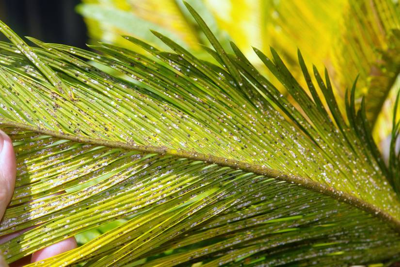 How to Get Rid of Scale Insects on Your Houseplants