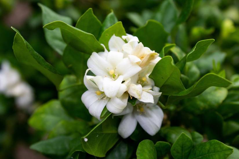 where can i buy a money tree plant 3-5 FT Money Tree- NYC, NJ, CT, Boston, Providence, Washington DC,  Baltimore, Philadelphia, Princeton, Long Island, and Upstate NY Local Plant  Delivery  Dahing Plants