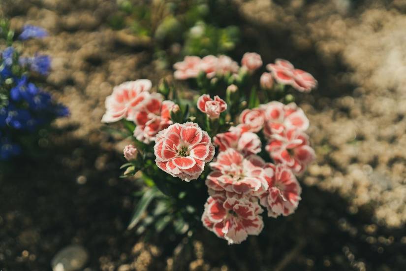 How to Plant Flowers in Your Garden