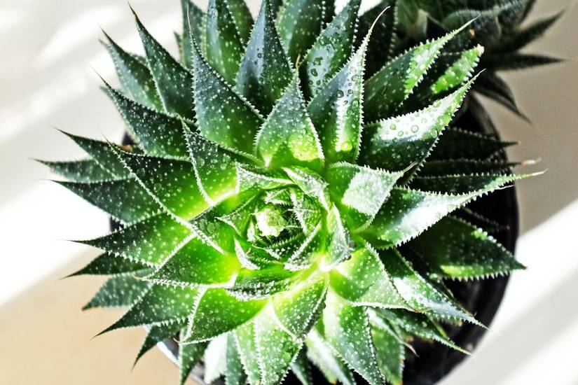 5 Types of Aloe Plants You Can Grow at Home