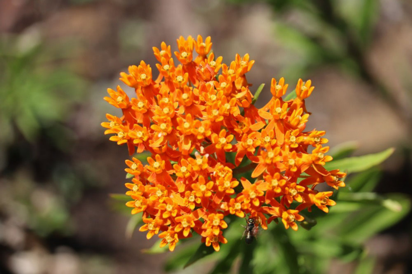 8 Plants That Repel Rabbits