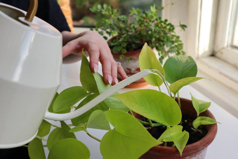Why Are Your Pothos Leaves Curling?