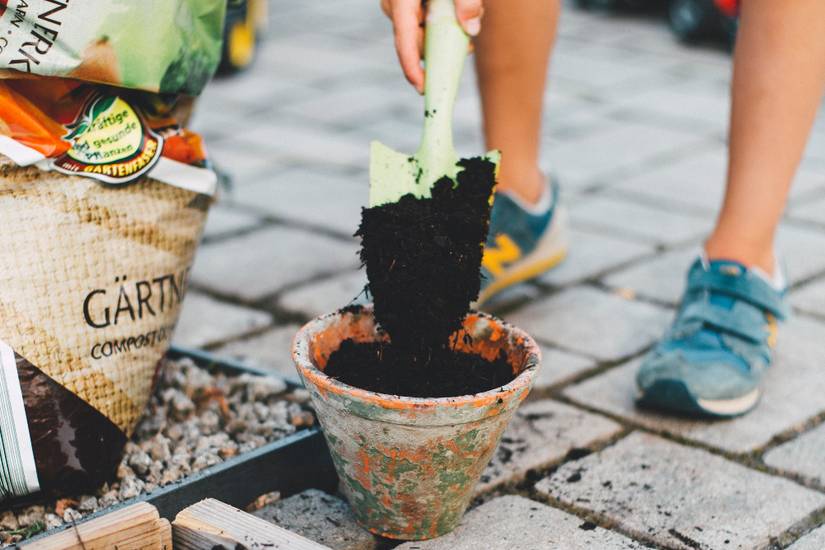 8 Tips For Growing Blueberries in Pots
