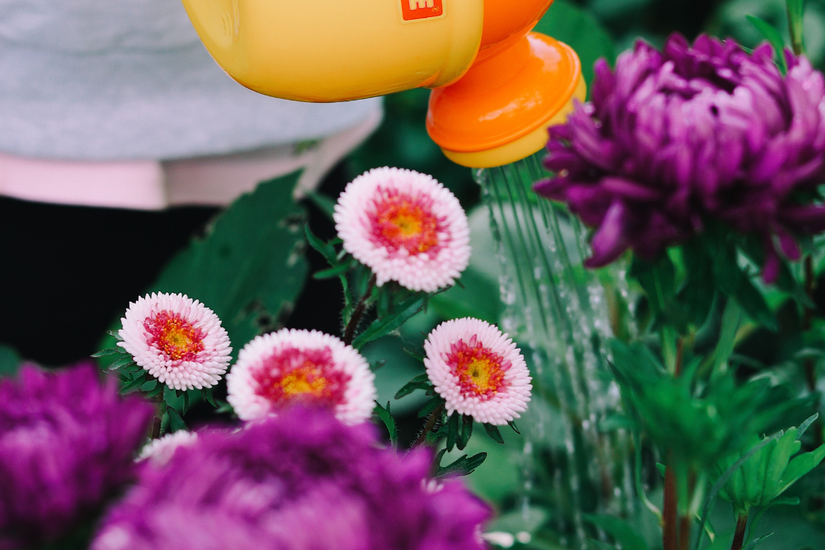 How to Plant Flowers in Your Garden
