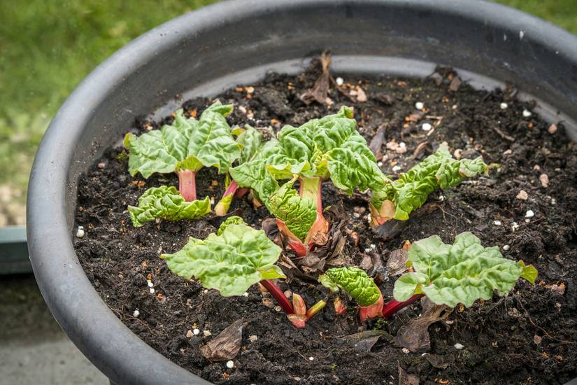 7 Tips for Growing Rhubarb in Pots