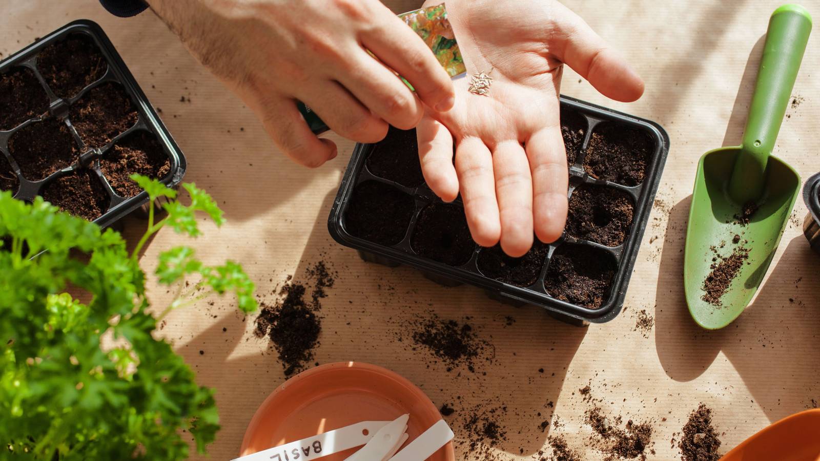 Simple Seed Planting How to Properly Plant Seeds