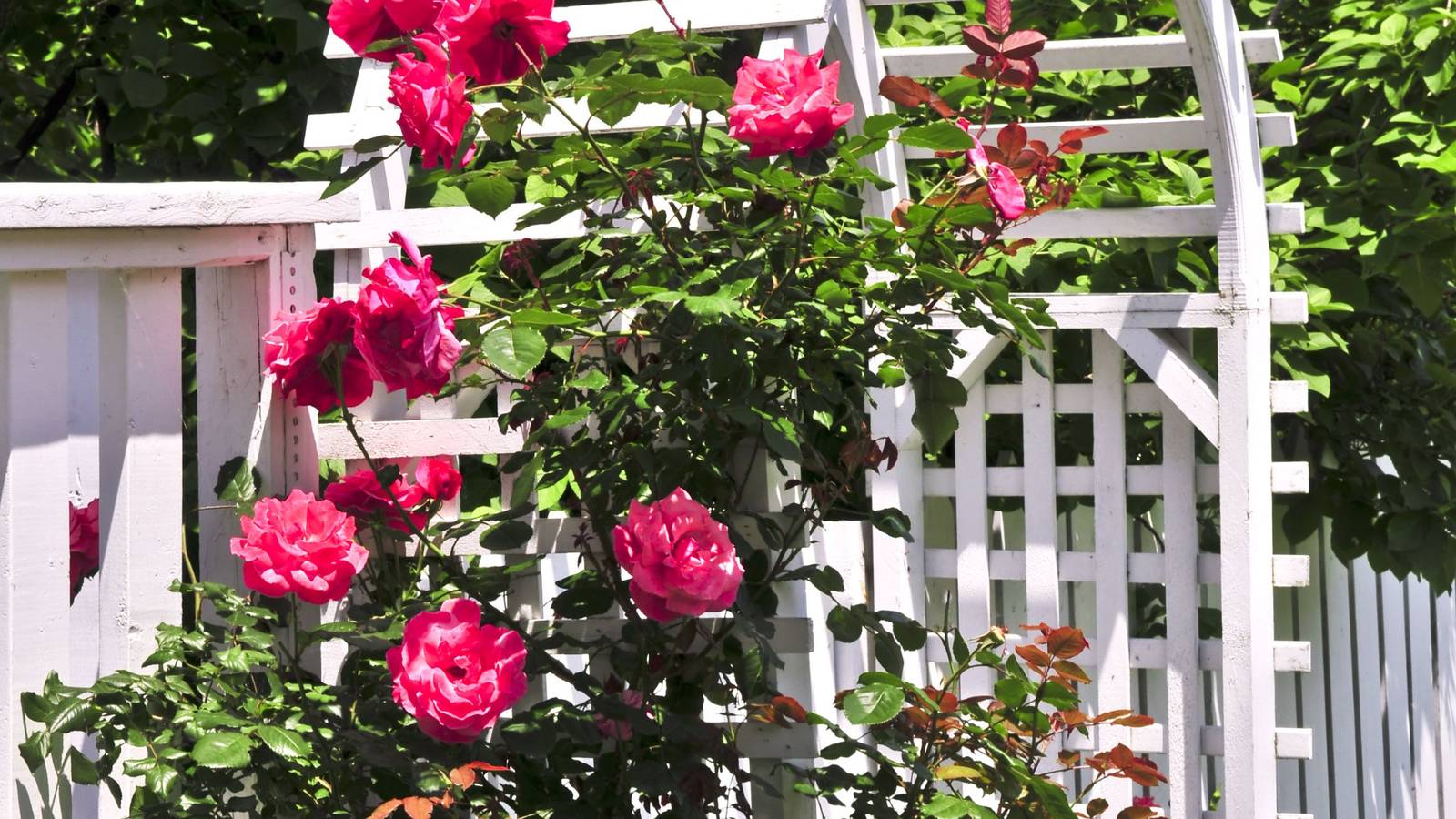 6 Stunning Ideas for Landscaping With Roses