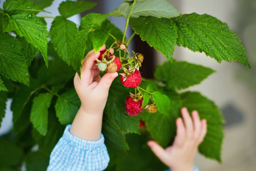 Raspberry Tree Baby 6 Tips For Growing Raspberries in Pots