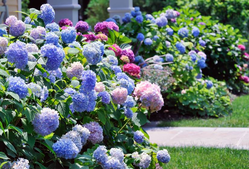 Why You Should Add Coffee Grounds to Your Hydrangeas