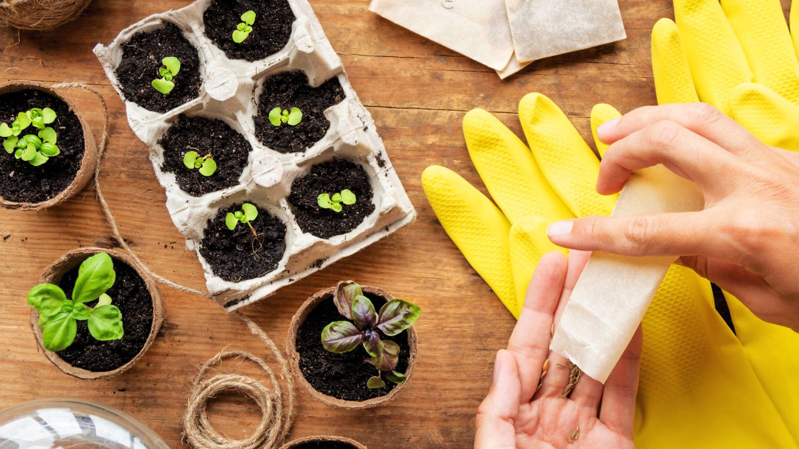 5 Herbs You Can Easily Grow From Seed